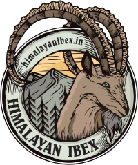 Himalayan Ibex